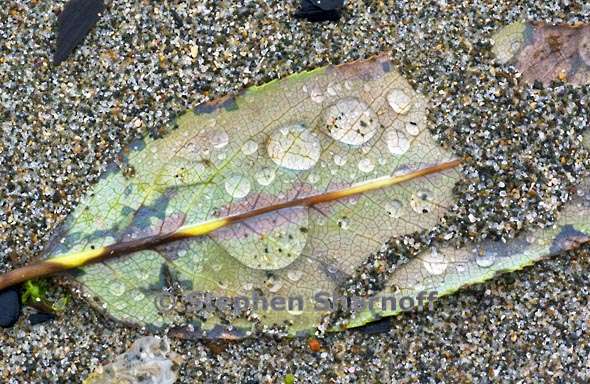 leaf and sand 3709 1 graphic